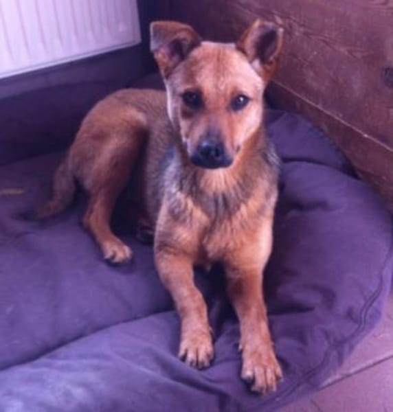 WENDY aus Italien sucht ihr zu Hause