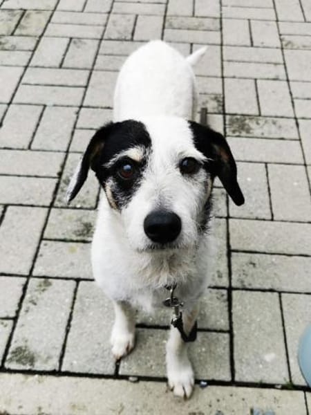 Marvin, freundl. Rüde