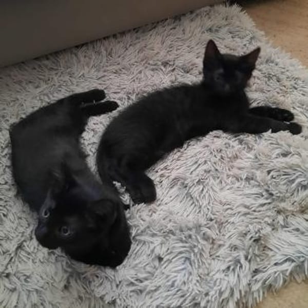 MAC & MARLON suchen ein Zuhause