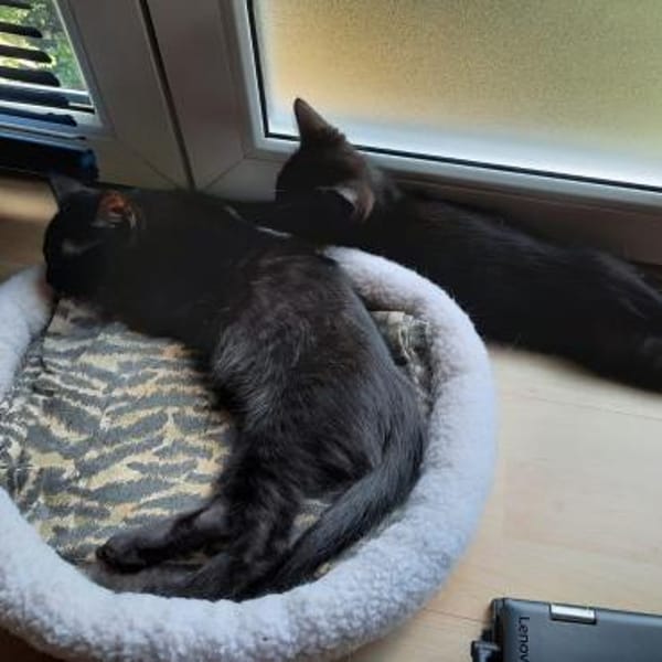 MAC & MARLON suchen ein Zuhause