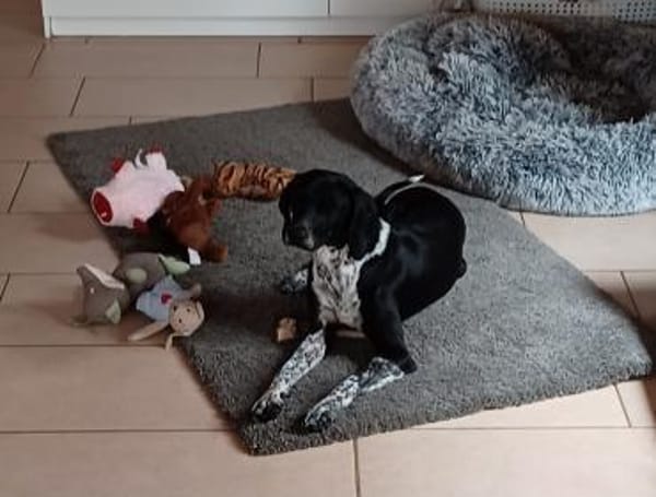 Gute-Laune-Hündin LILLY