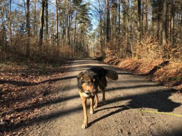 -Golden Ager- KALLE (HSH)