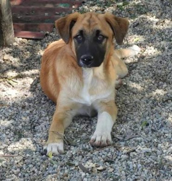 Omleta, Junghund sucht neues Zuhause