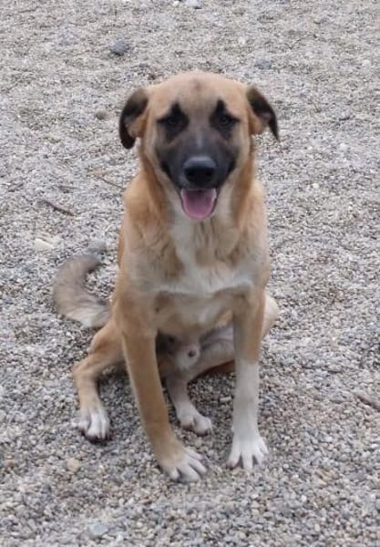 Omleta, Junghund sucht neues Zuhause