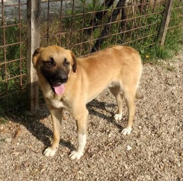 Omleta, Junghund sucht neues Zuhause