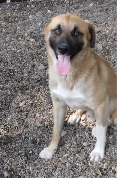 Omleta, Junghund sucht neues Zuhause