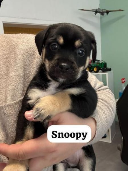 Snoopy - ein richtig kleines Wunder