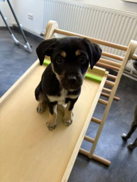 Snoopy - ein richtig kleines Wunder