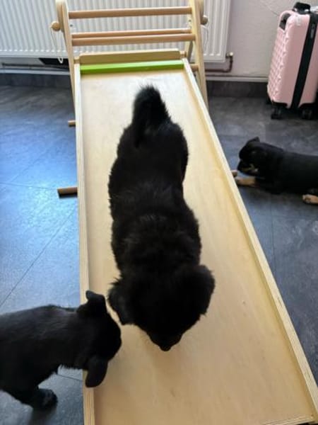 Snoopy - ein richtig kleines Wunder