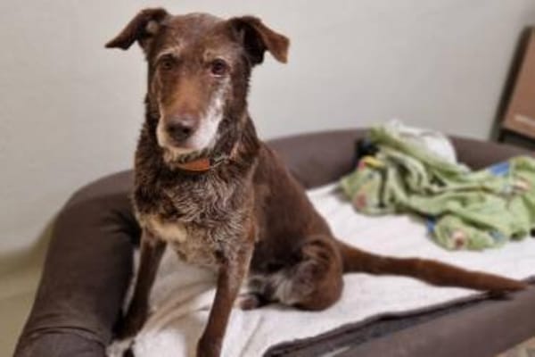 BENKO sucht kuscheliges Zuhause
