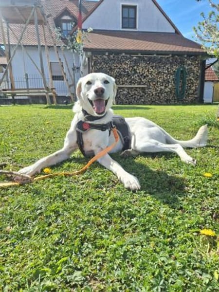 HERKULES, alias LOKI
