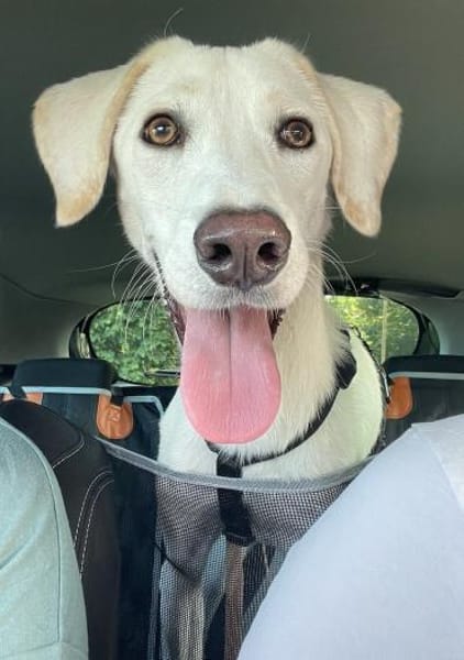 HERKULES, alias LOKI