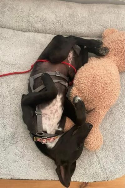 Susi  Lieblingsmenschen gesucht!