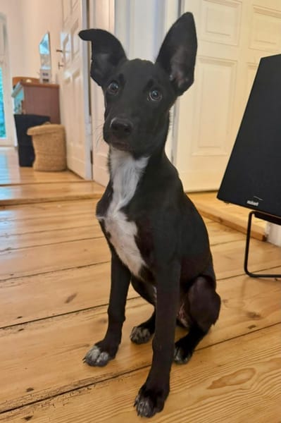 Susi  Lieblingsmenschen gesucht!