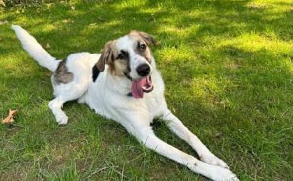 Kuschelbär Quinny sucht seine Familie
