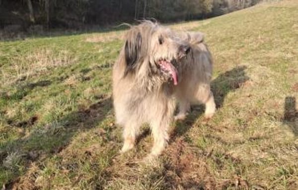 Camillo wartet auf seine Chance