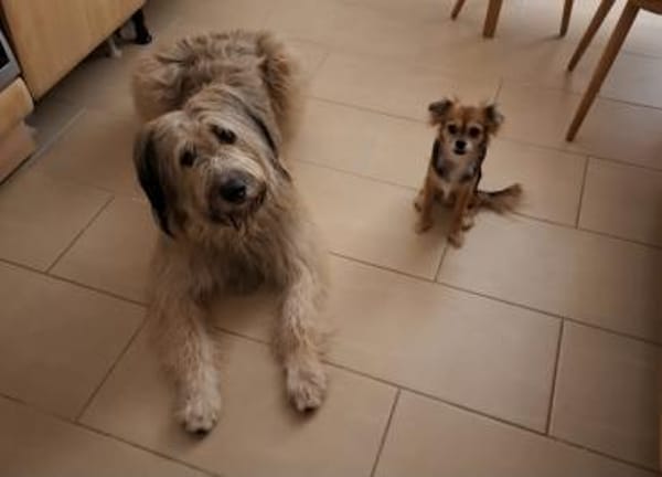 Camillo wartet auf seine Chance