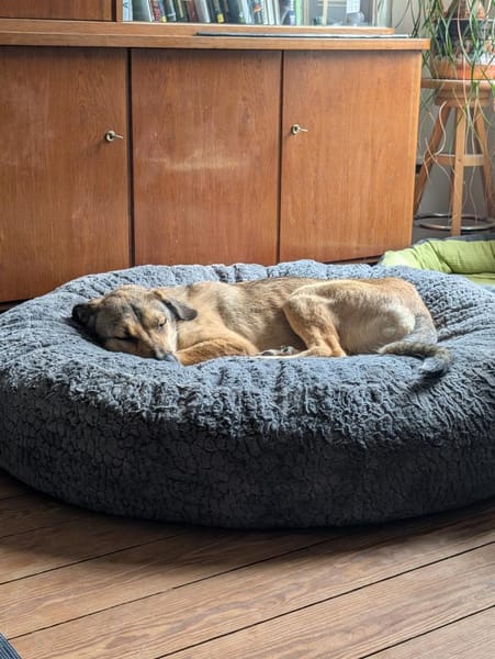 tolle Tierschutzhündin Nena in Leipzig