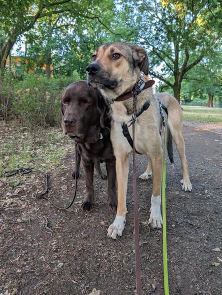 tolle Tierschutzhündin Nena in Leipzig
