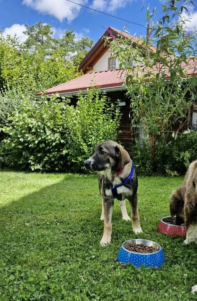 Sunny, menschenbezogen, sehr sozial