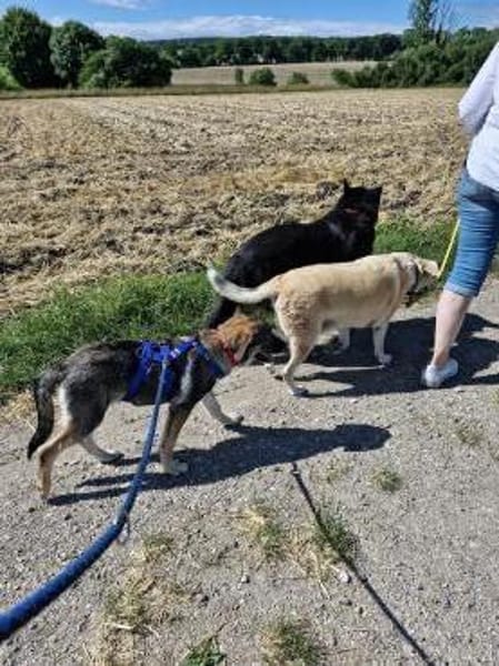 Sunny, menschenbezogen, sehr sozial