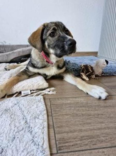 Sunny, menschenbezogen, sehr sozial