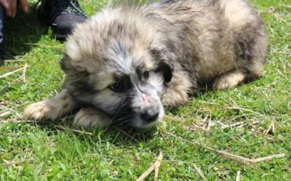 Mogli sucht ein Zuhause