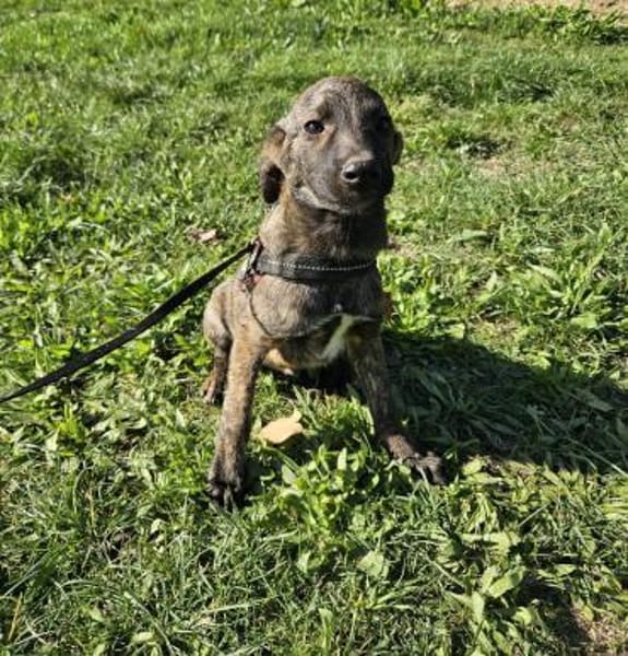 Cristi, netter Welpe sucht Familie