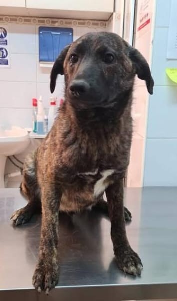 Cristi, netter Welpe sucht Familie