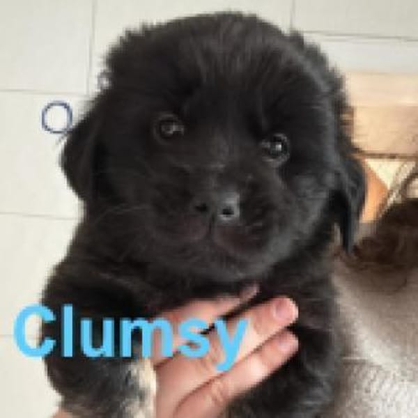 Clumsy - ein richtiges kleines Wunder