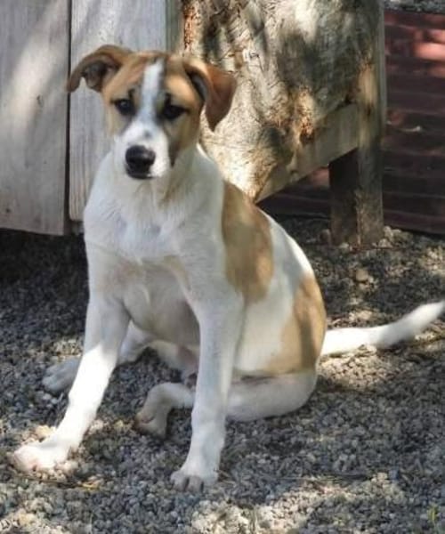 Albush, Junghund sucht neues Zuhause