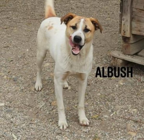 Albush, Junghund sucht neues Zuhause