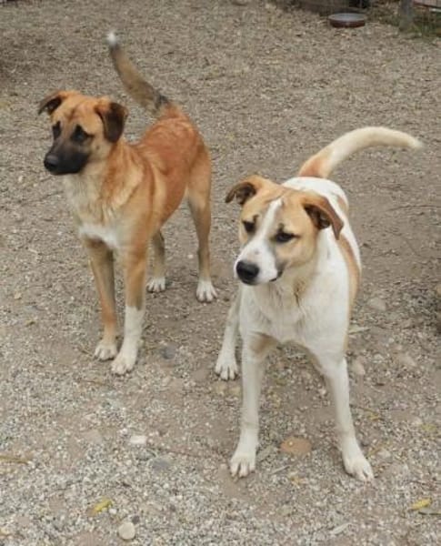 Albush, Junghund sucht neues Zuhause