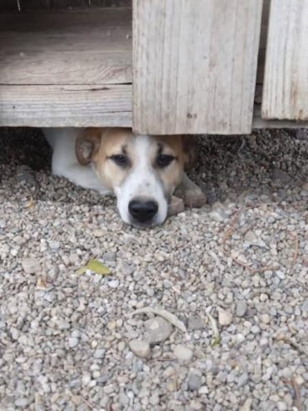 Albush, Junghund sucht neues Zuhause
