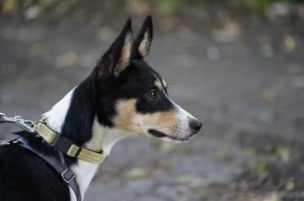 Katy - Zuhause gesucht