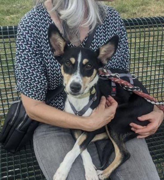 Katy - Zuhause gesucht