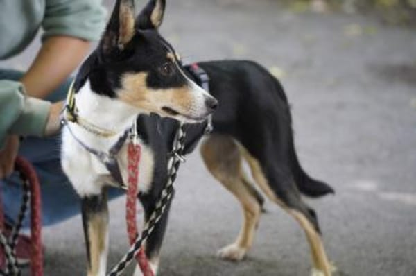 Katy - Zuhause gesucht