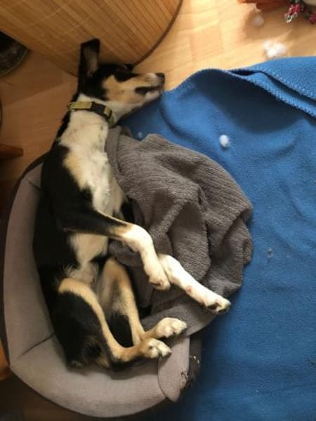 Katy - Zuhause gesucht
