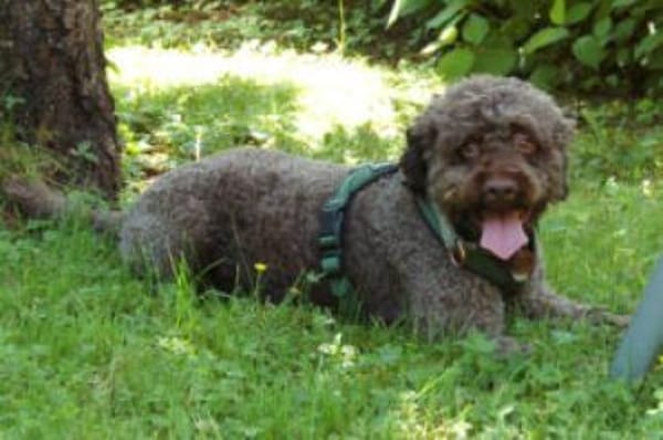 LA-CODY- dufte Typ sucht ruhiges Zuhause