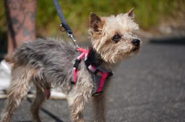 Bobi sucht ein neues Zuhause