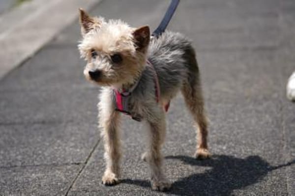 Bobi sucht ein neues Zuhause