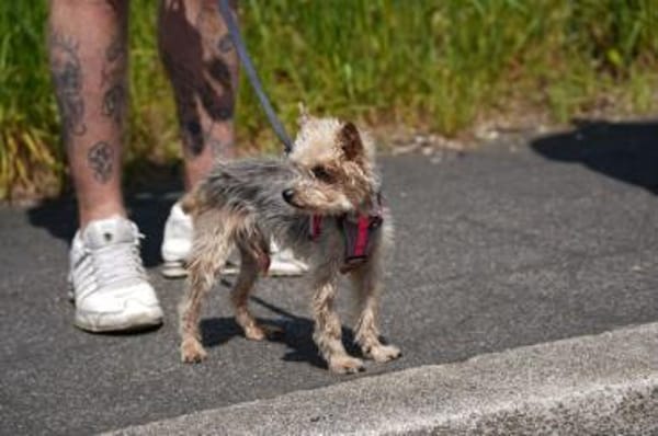 Bobi sucht ein neues Zuhause