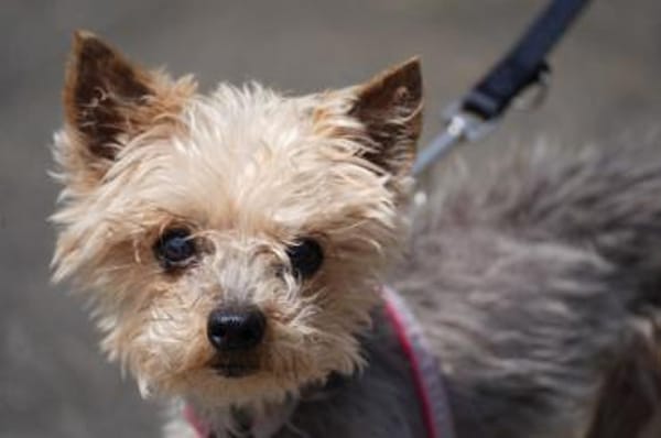 Bobi sucht ein neues Zuhause