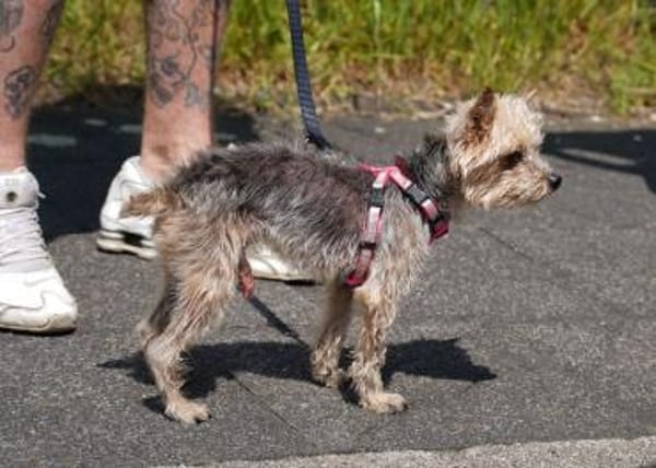Bobi sucht ein neues Zuhause