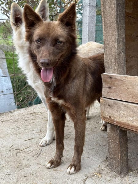 Wunderschöne PHILIPPA 🐾❤ 3 Jahre