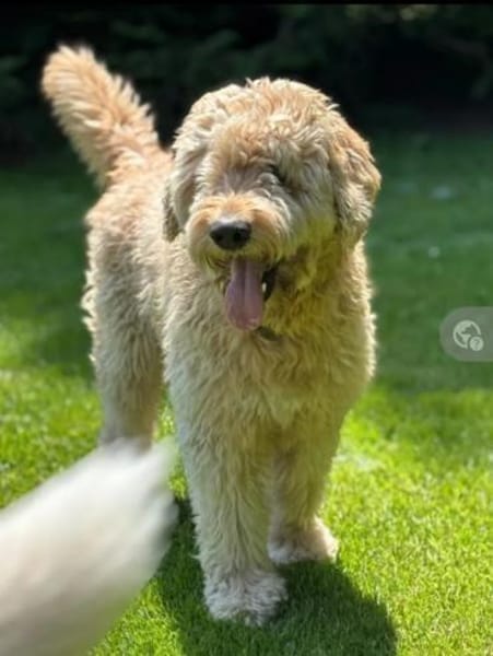 Nelson Bezaubernder TollerDoodle