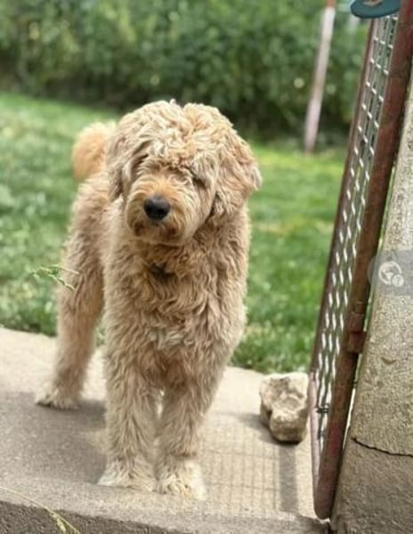 Nelson Bezaubernder TollerDoodle