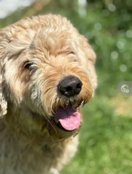 Nelson Bezaubernder TollerDoodle
