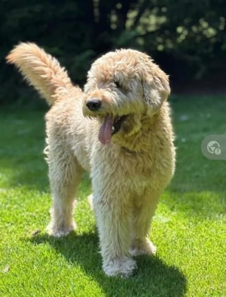 Nelson Bezaubernder TollerDoodle