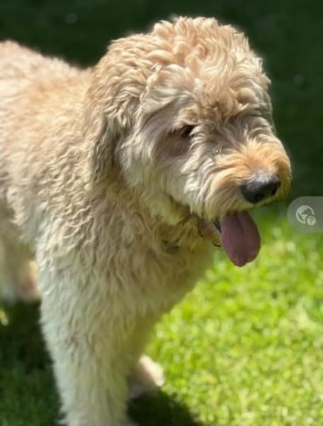 Nelson Bezaubernder TollerDoodle
